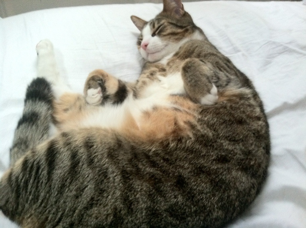 霓虹与引擎的共舞，马克西的街道夜曲