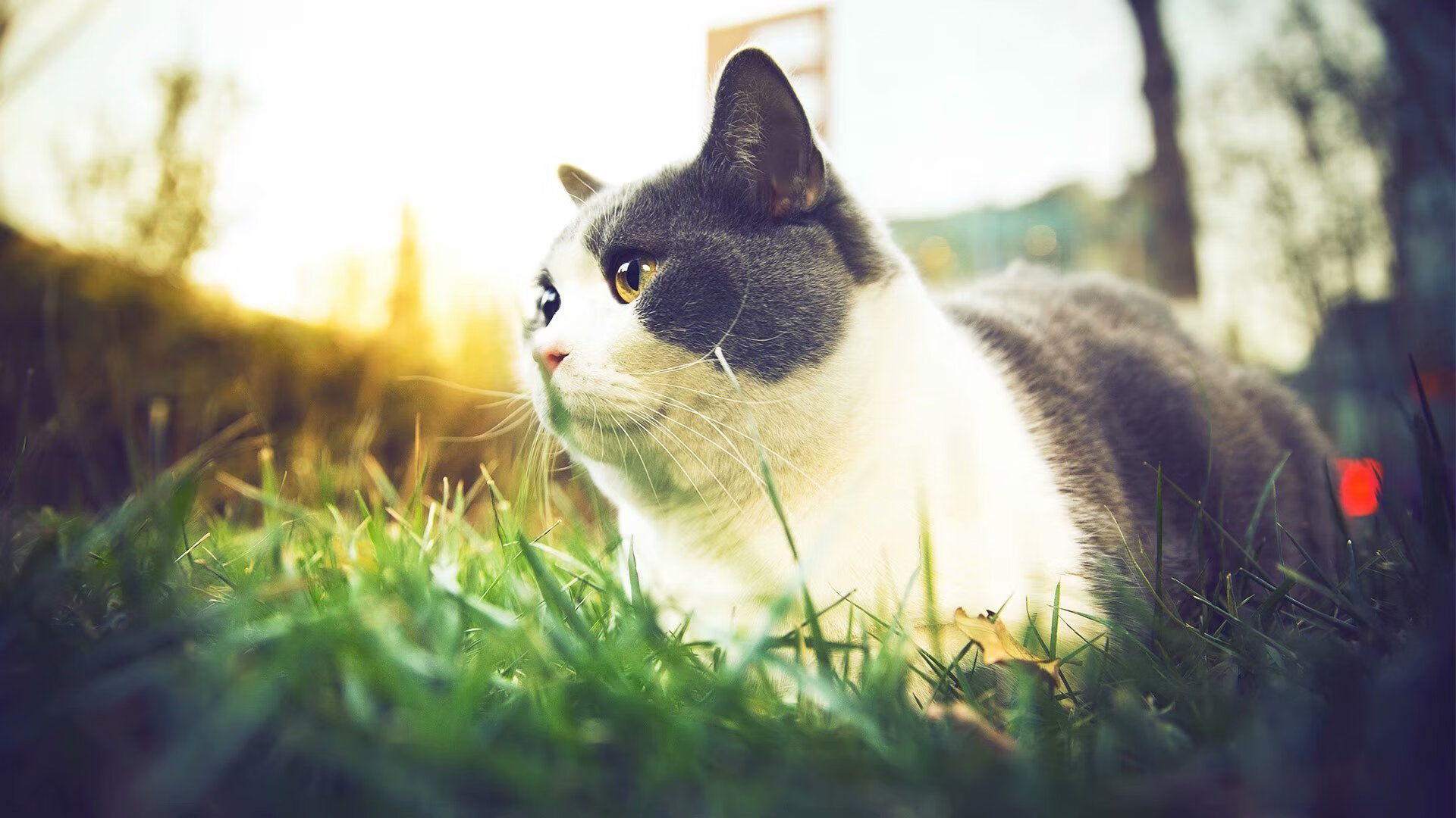 乌克兰掀翻巨人！恩佐天降奇兵成关键先生