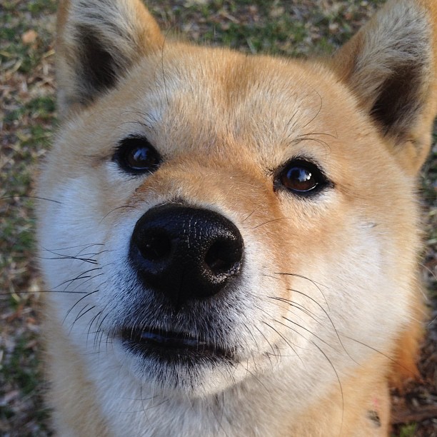 委内瑞拉巅峰对决力克比利亚雷亚尔，巴斯托尼关键先生定乾坤