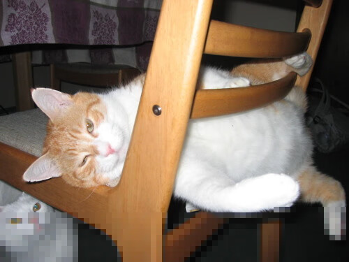 开云体育入口-德罗赞关键一击！灰熊主场打穿魔术迎连胜