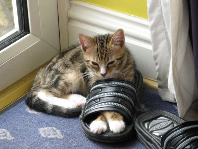 开云体育中国-当獭兔利刃贯穿东西部，利拉德54分背后的攻防博弈与战术镜鉴