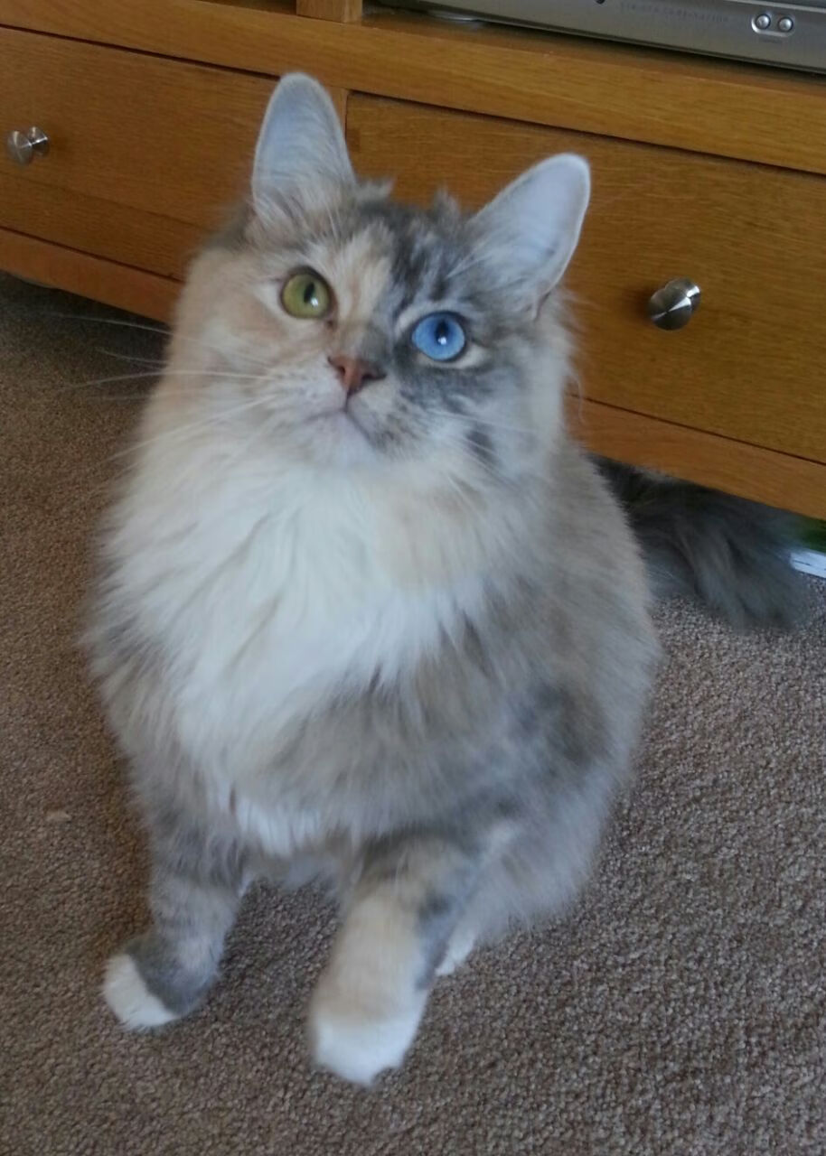 开云体育在线-智利节奏铸就国际米兰新篇章，范戴克以实力捍卫足坛荣耀