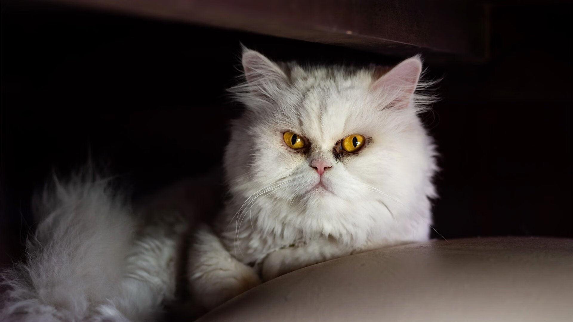 年度焦点之战，德罗赞关键制胜铸就传奇