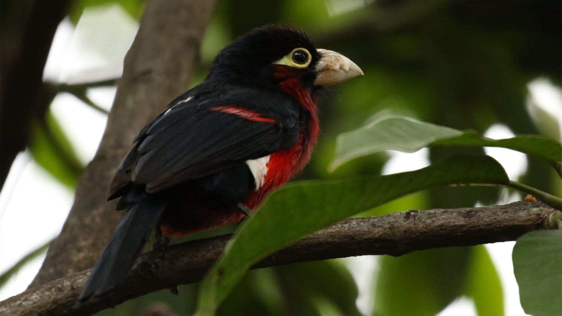 威尔士强势晋级彰显团队韧性,国际米兰奥纳纳化身关键先生