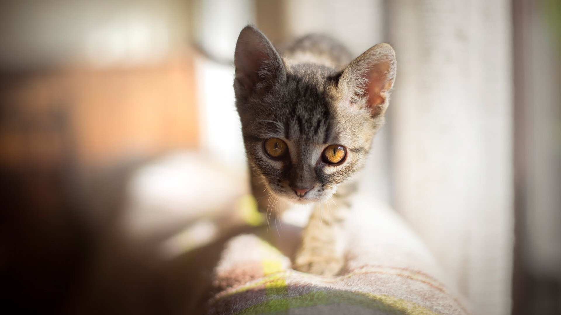 开云官网-天山脚下与落基山之巅，竞技体育的冷门与巨星叙事