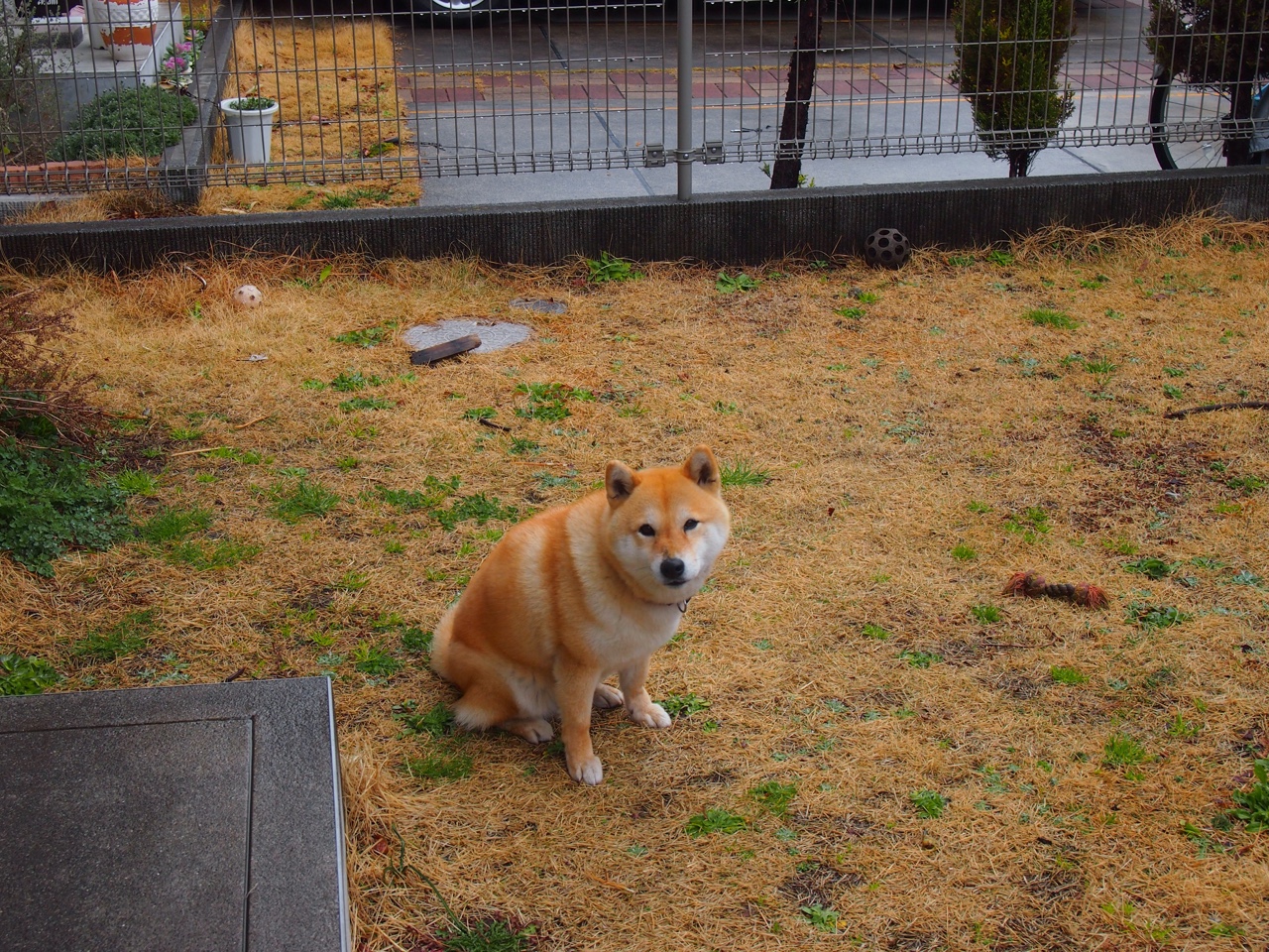 纪录之夜与大洋彼岸的硬仗，塔图姆里程碑与掘金的东方试炼