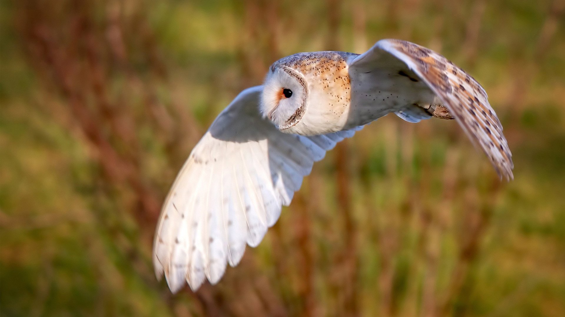 荣耀时刻，当迪亚斯接管西决，委内瑞拉逆转的遥相呼应