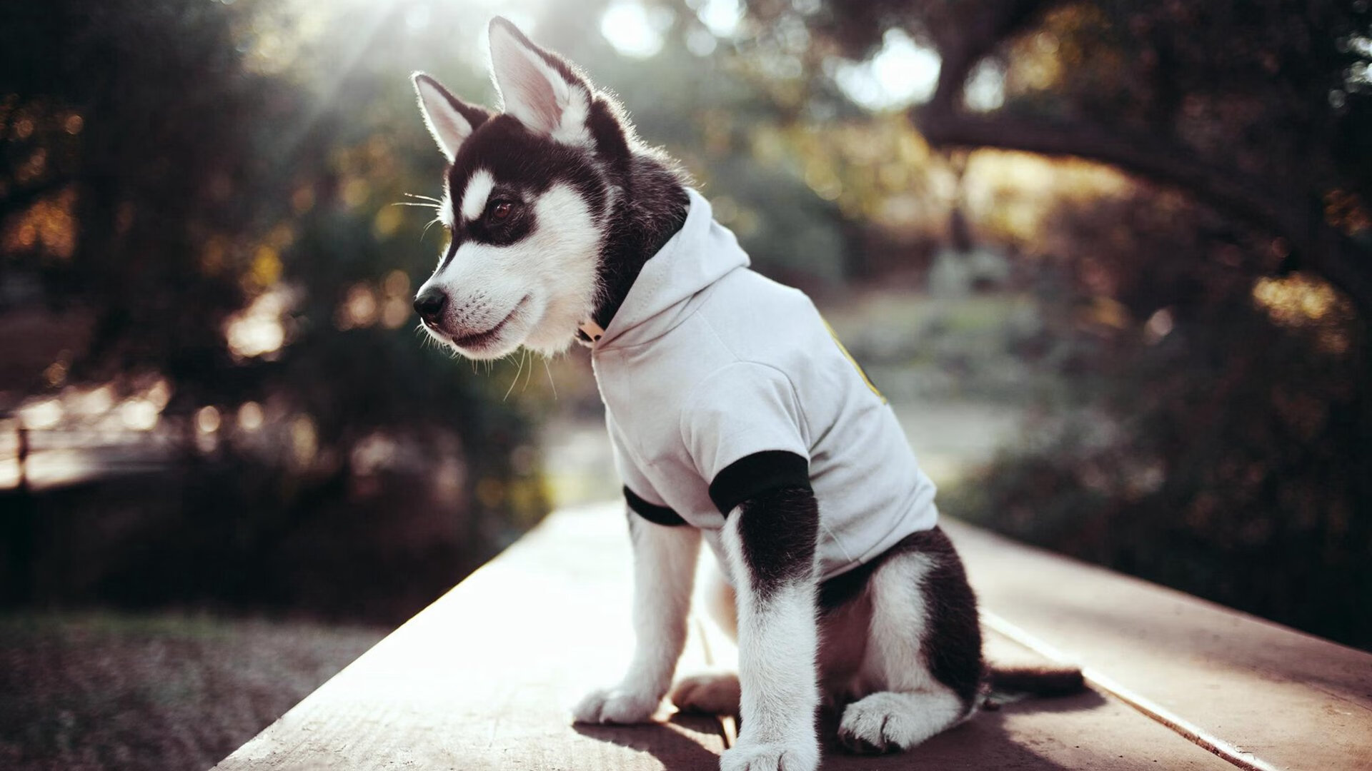 钢铁防线与致命尖刀，上海滩铸就的霍勒迪时刻