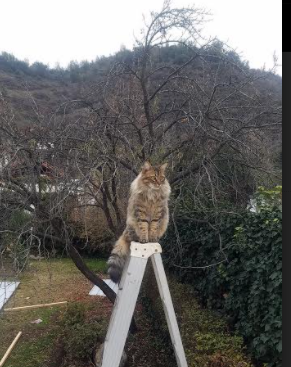 锋刃觉醒，恩佐爆发点燃拜仁铁血交响，连续得分完美压制毕尔巴鄂