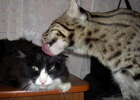 布克季后赛之夜完美发挥，太阳主场力克对手